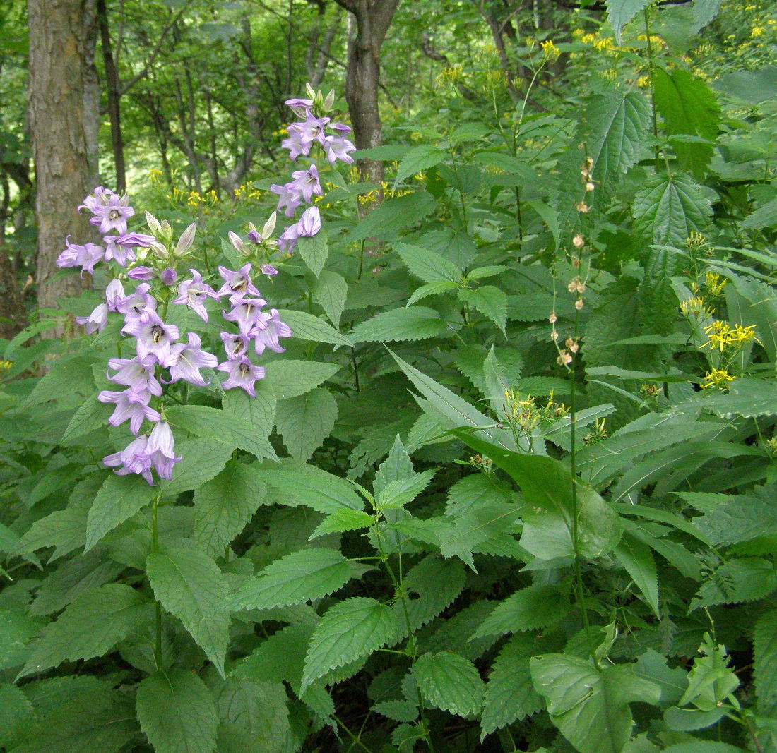 Campanula trachelium / Campanula selvatica